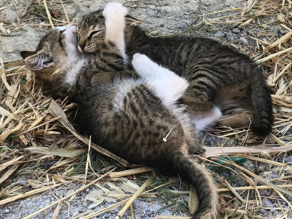 Affectionate Cat