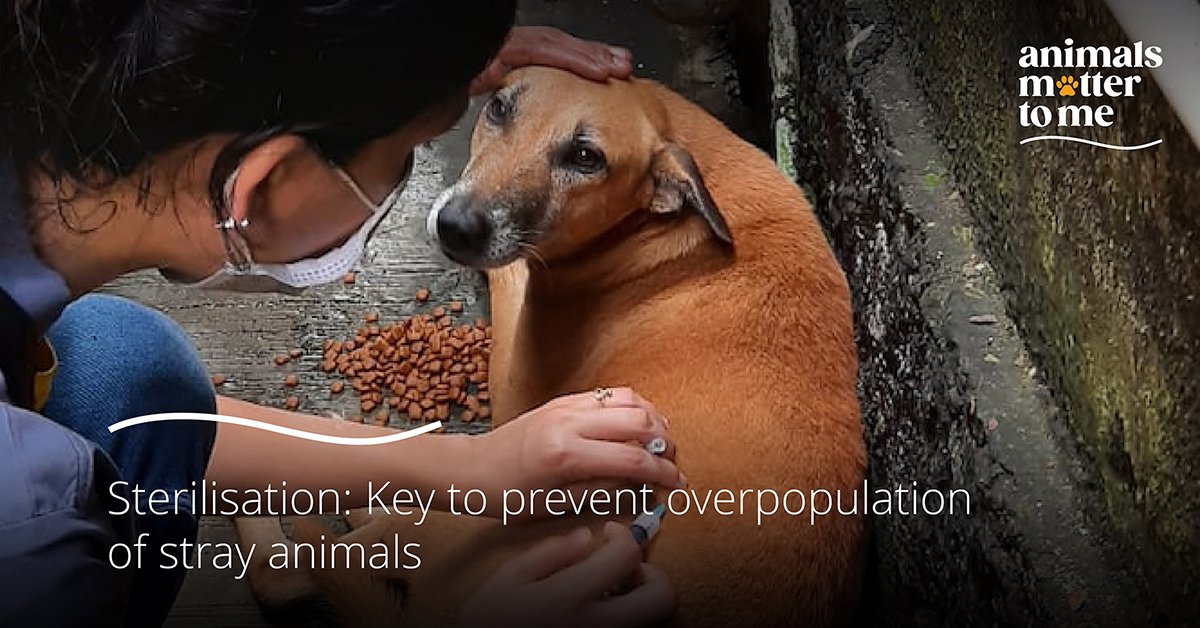 Sterilisation: Key to prevent overpopulation of stray animals