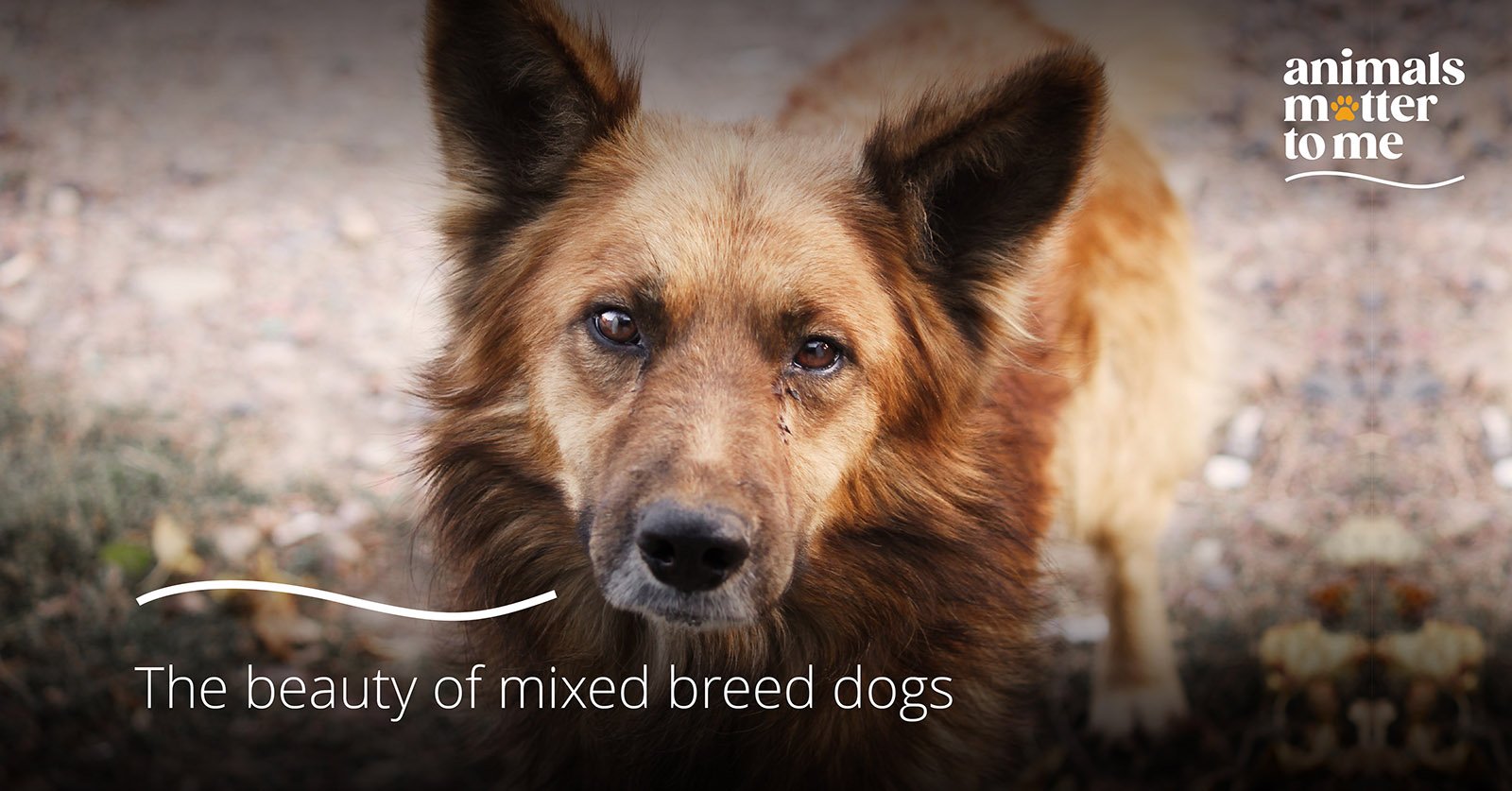 Mixed Breed Dogs