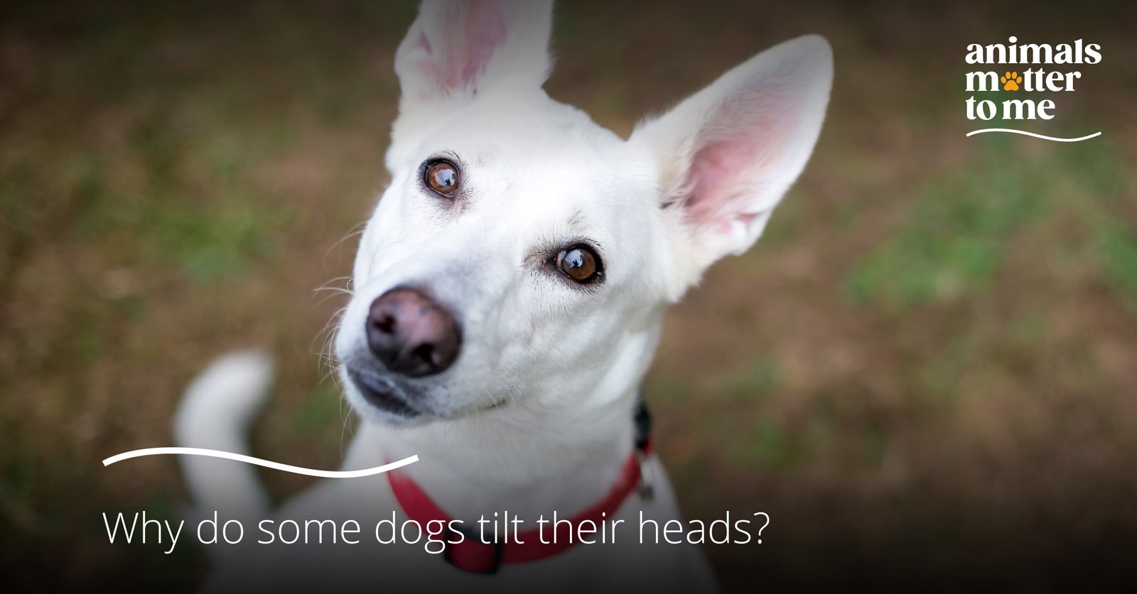 Why do some dogs tilt their heads_