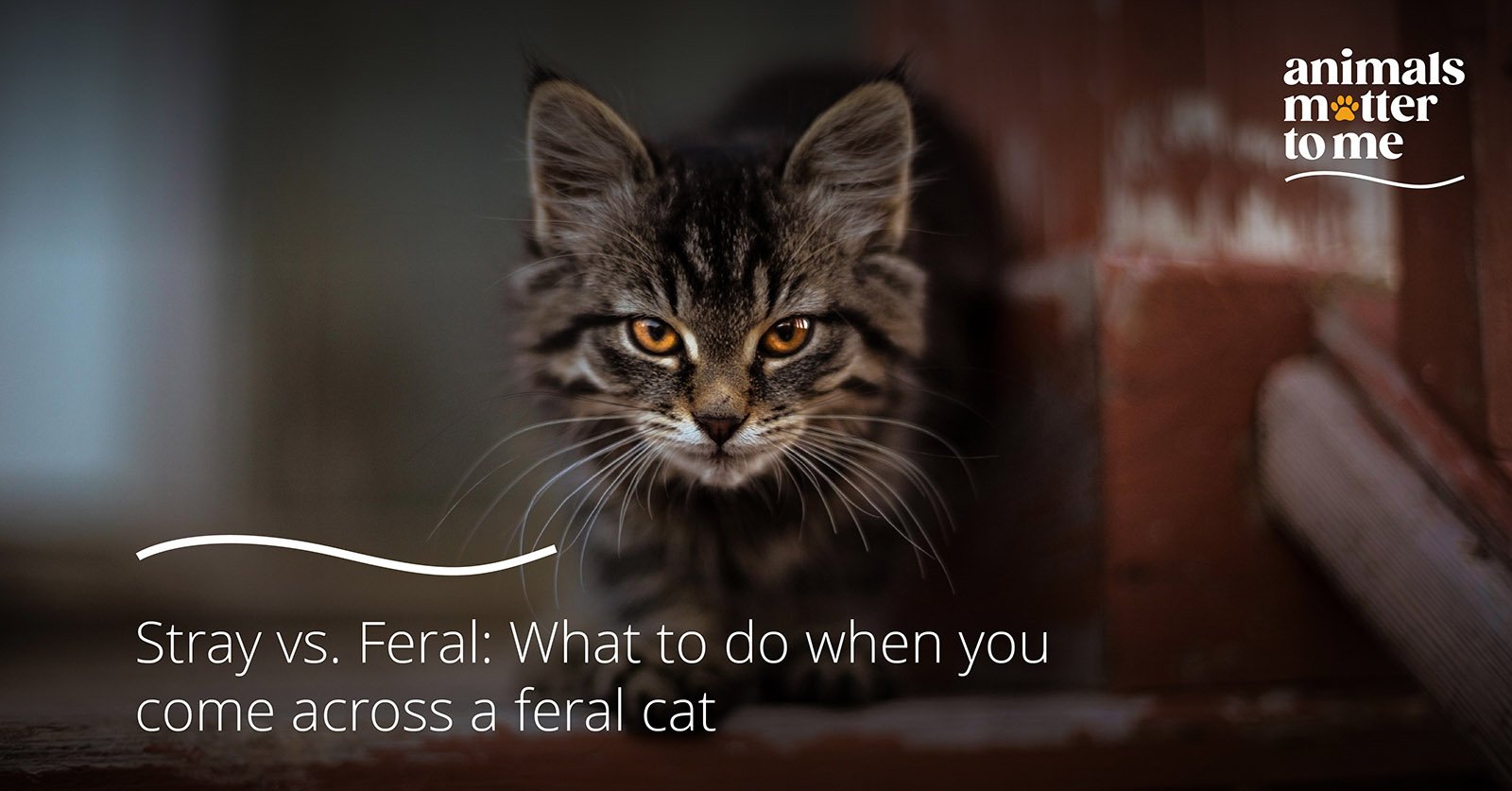 Blog Cover - Stray vs Feral