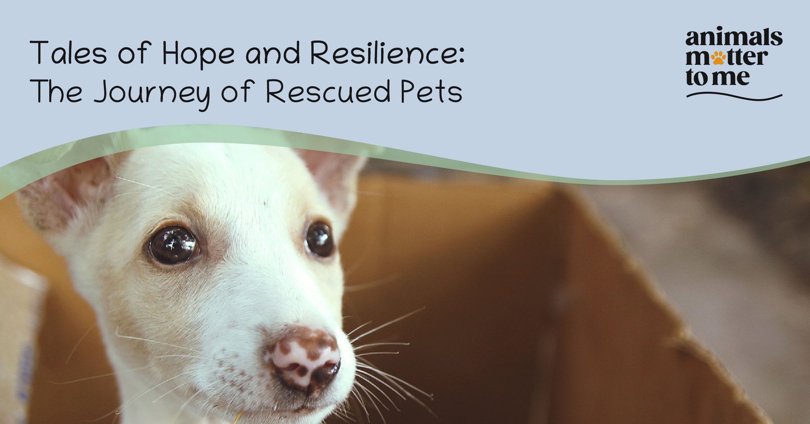 Tales of hope & resilience- the journey of rescued pets - blog cover