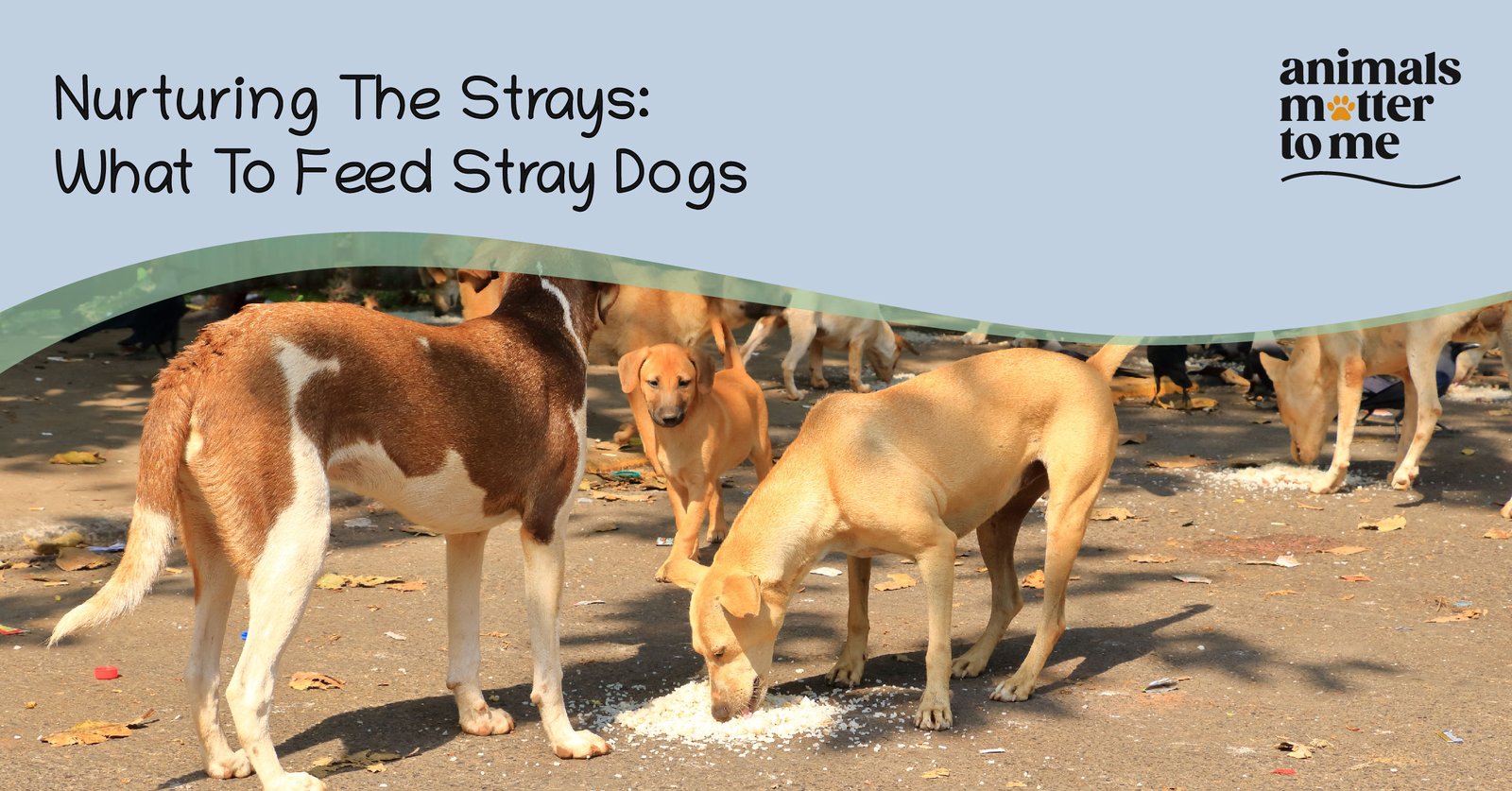 Nurturing the strays: What to feed stray dogs - Blog Cover