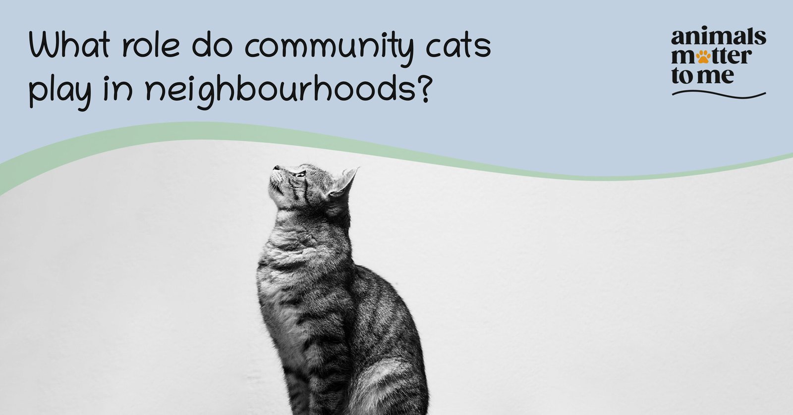 What role do community cats play in neighbourhoods? - Blog Post