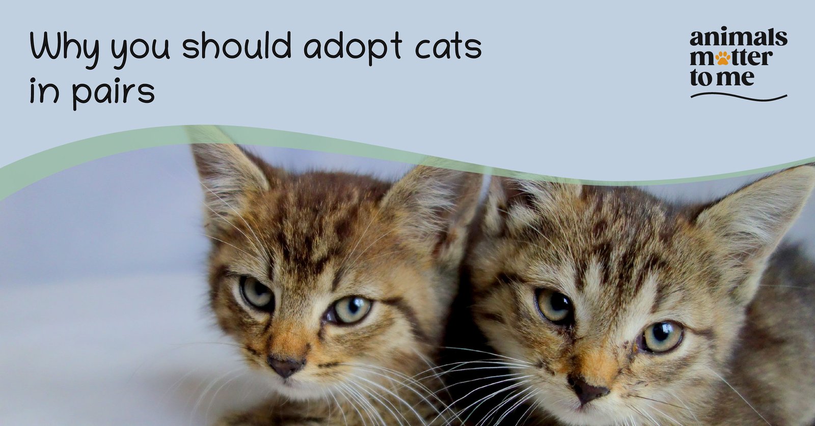 why you should adopt cats in pairs - Blog cover