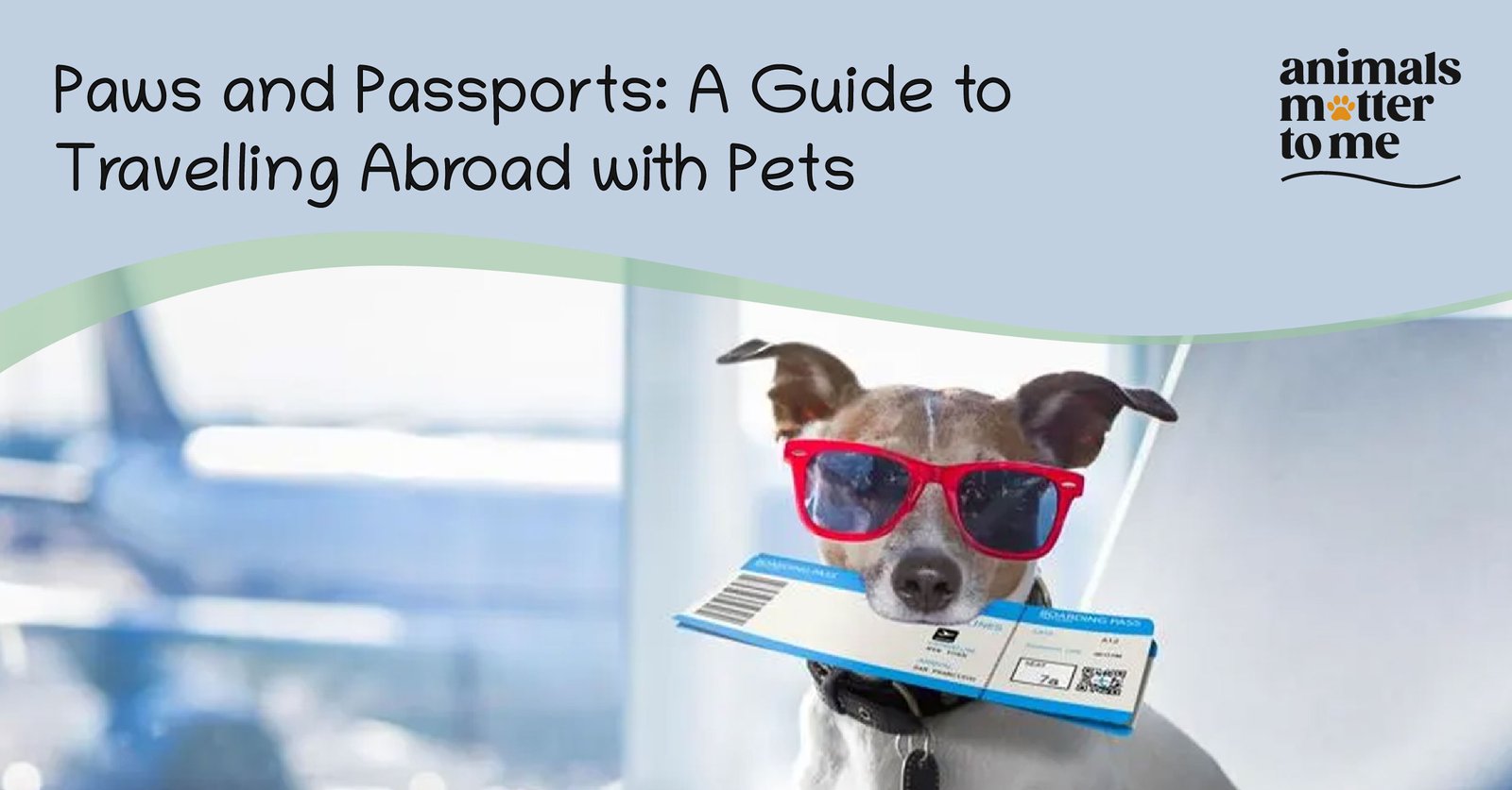 Paws and passports: A guide to travelling abroad with pets