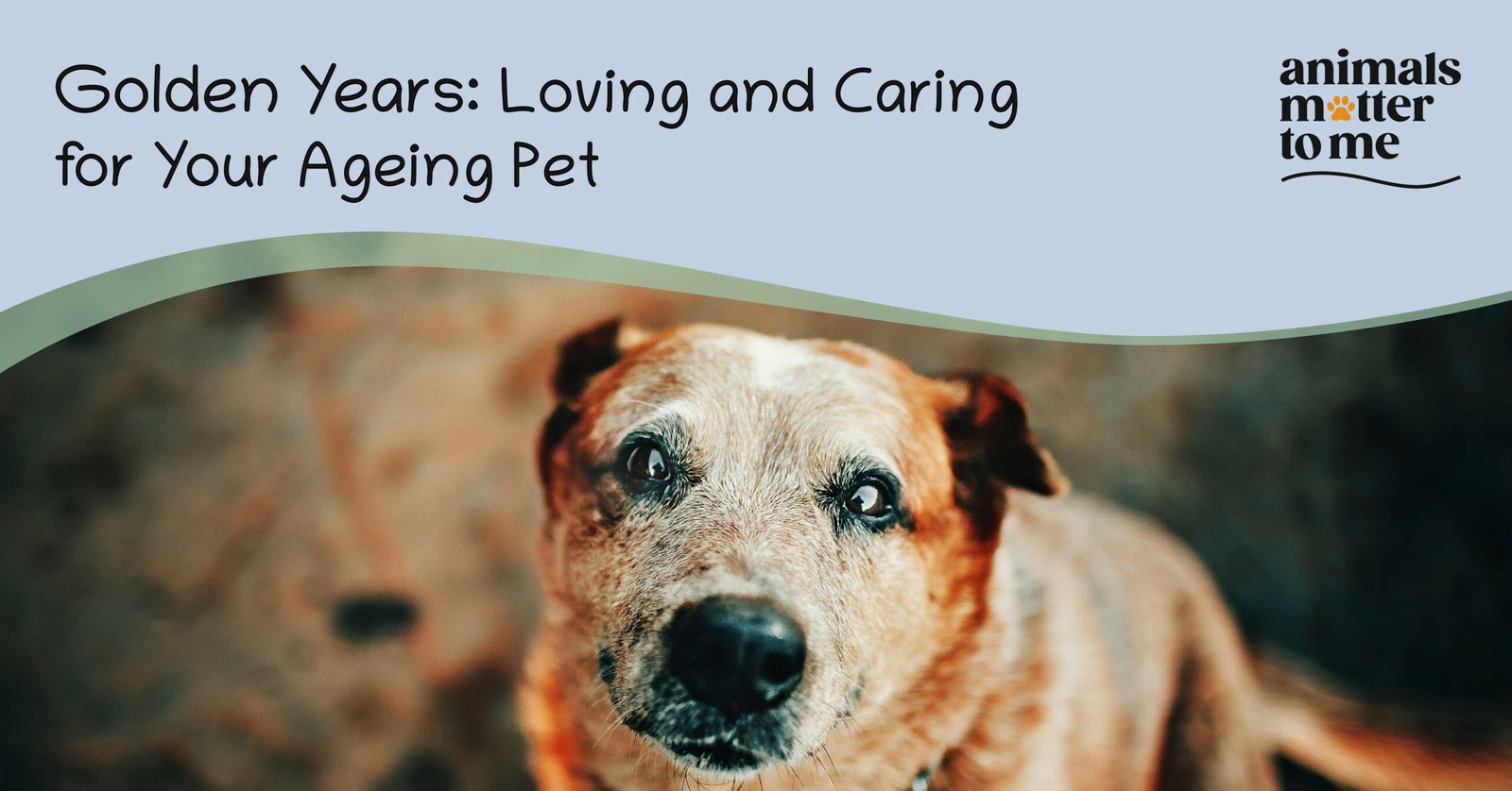 Blog - Golden Years: Loving and Caring for Your Senior Pet